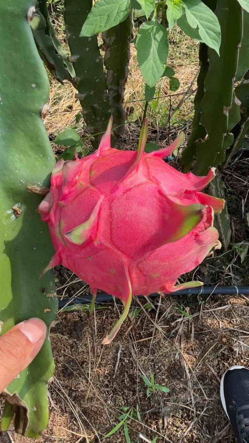 火龙果