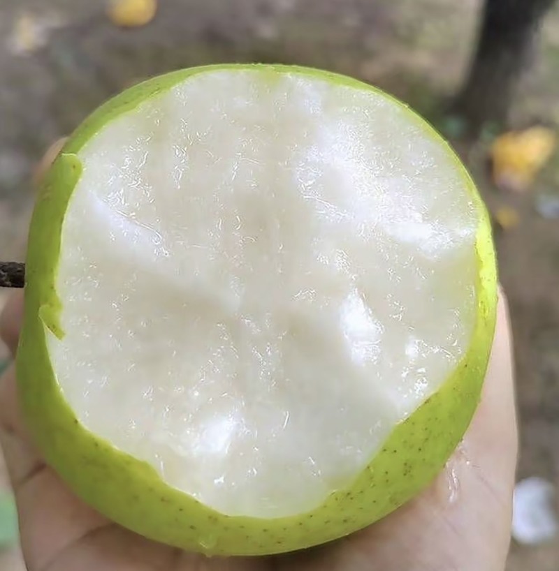 宁陵县金顶谢花酥梨，翠玉梨，脆冠梨，秋月梨