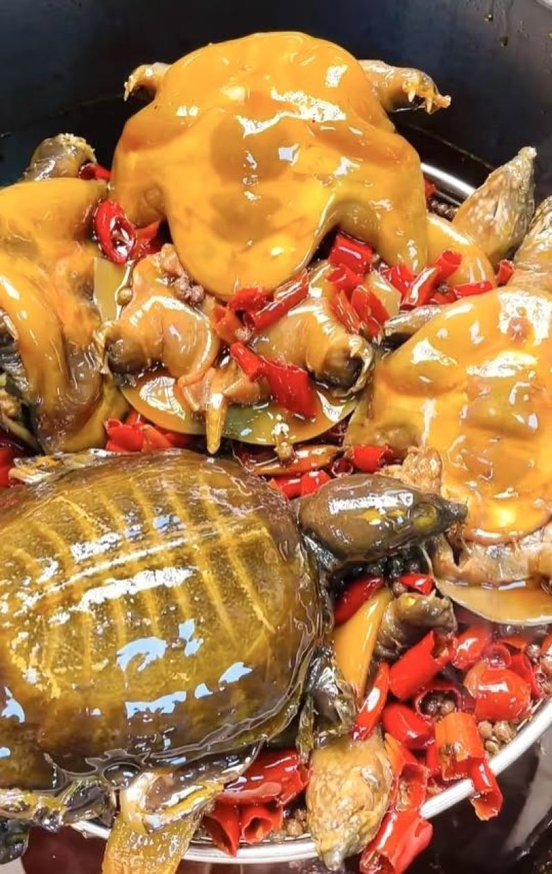 麻辣卤甲鱼，麻辣鲜香，裙边Q弹软糯