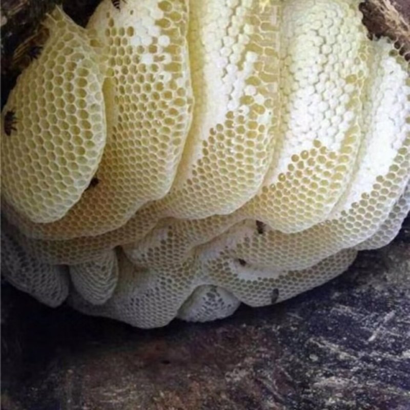 土蜂蜜