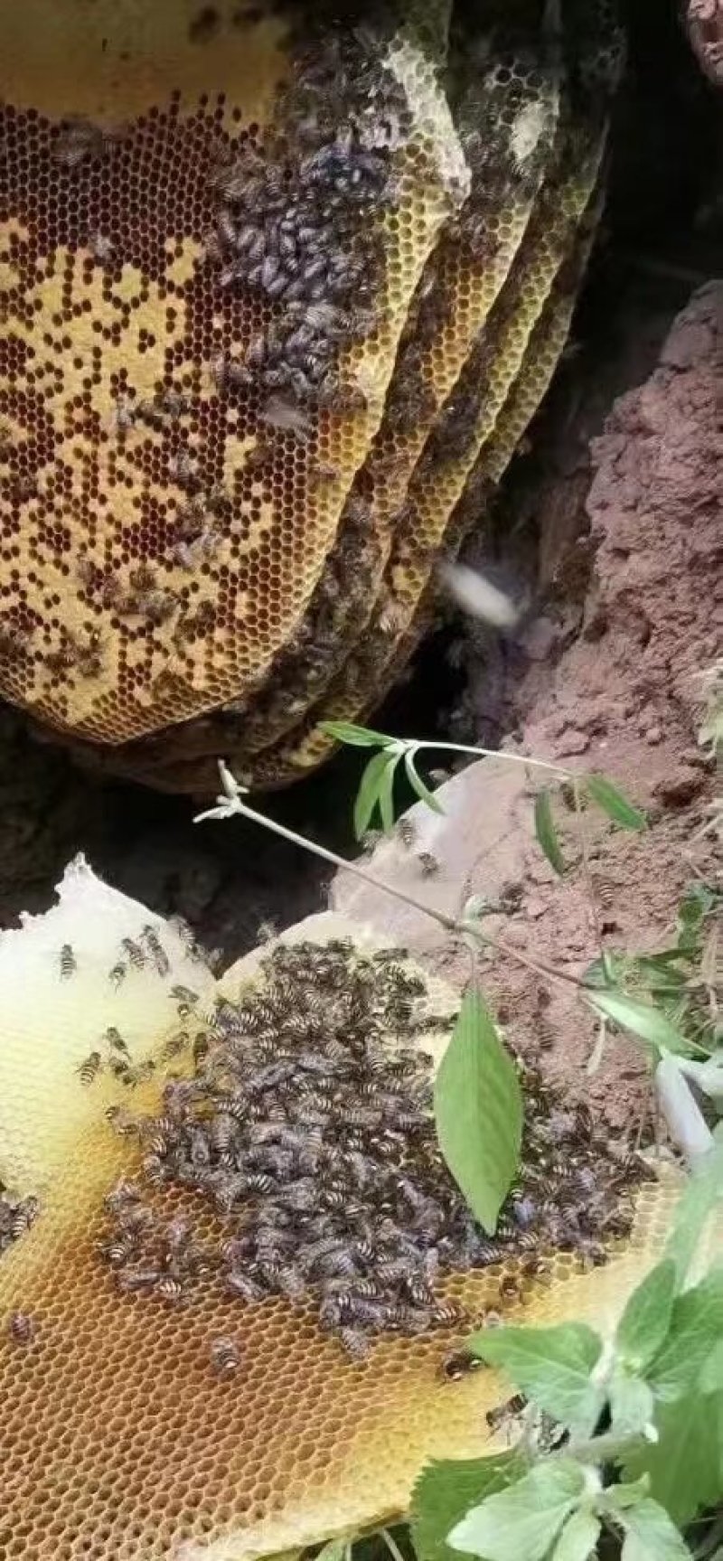 土蜂蜜