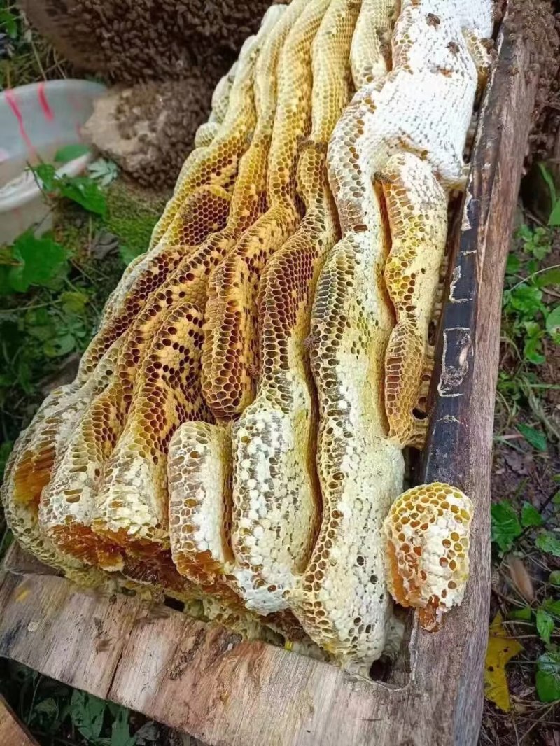 土蜂蜜