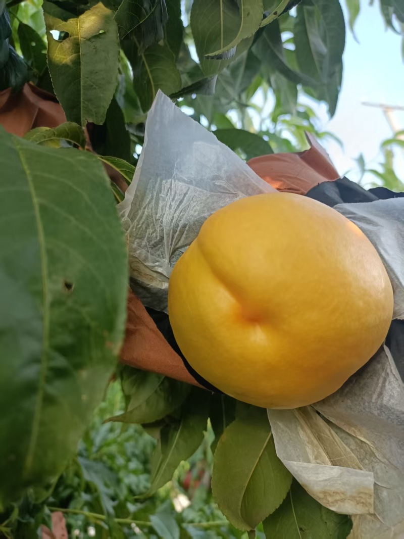 黄桃，蟠桃，油桃等所有品质