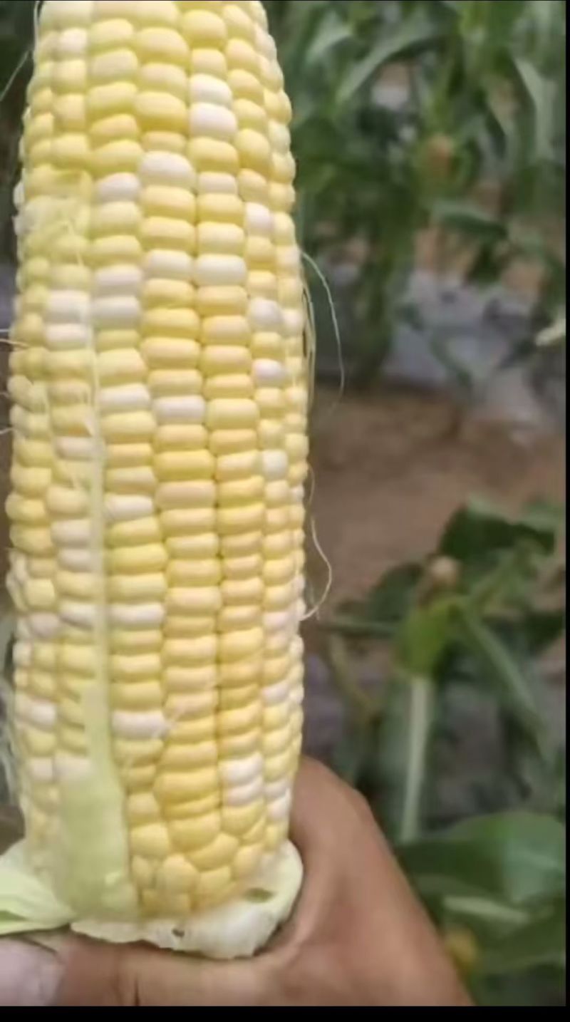 双色水果玉米甜度好质量保证