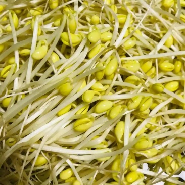 豆芽