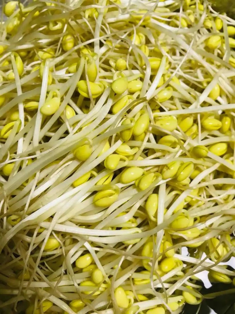 豆芽