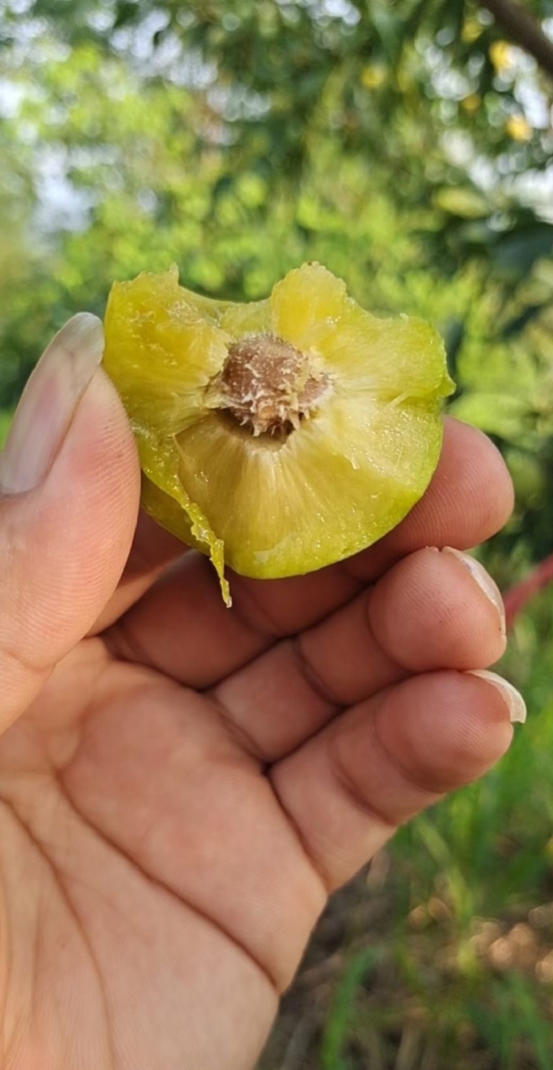 青脆李子