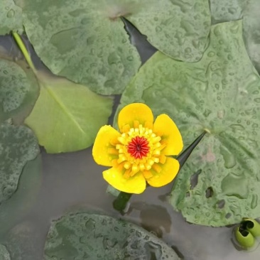 睡莲科．萍缝草