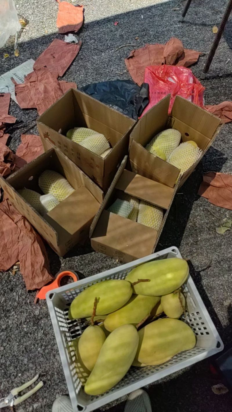 自家种的芒果，好品质肉眼可见，想找在宁波老板或者是批发商合作