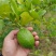 四季香水柠檬