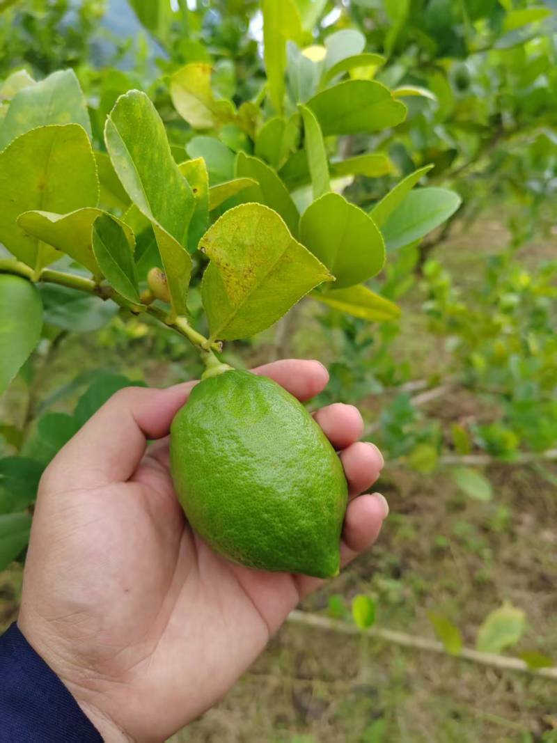 四季香水柠檬