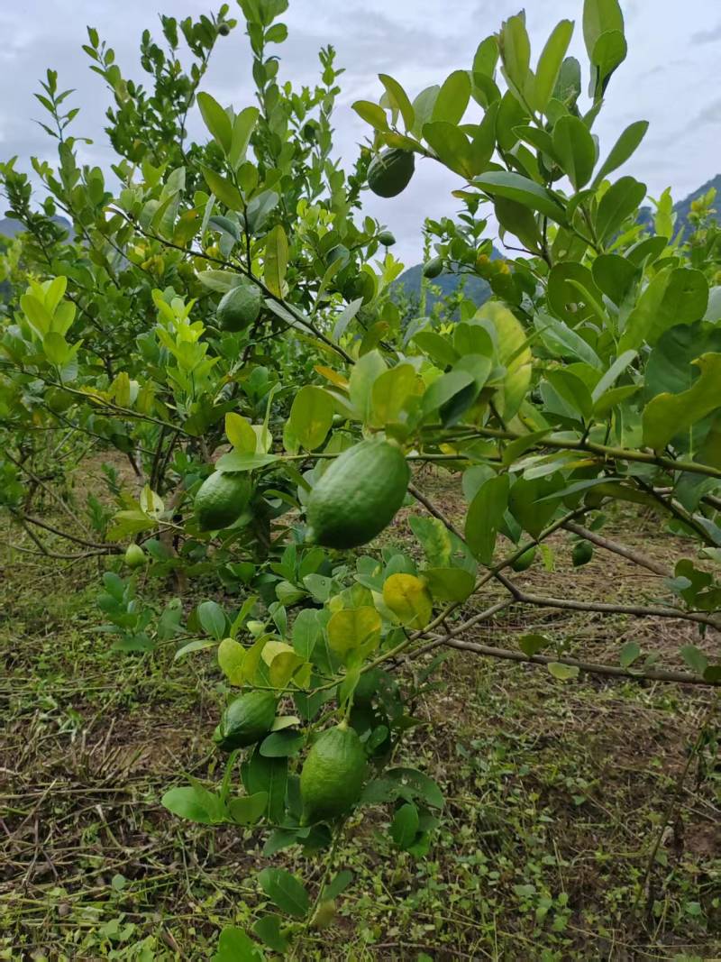 四季香水柠檬