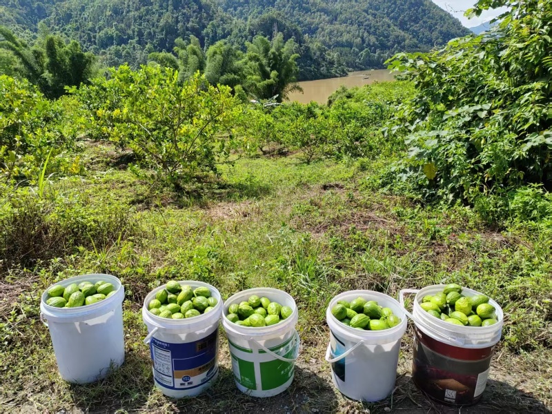 四季香水柠檬