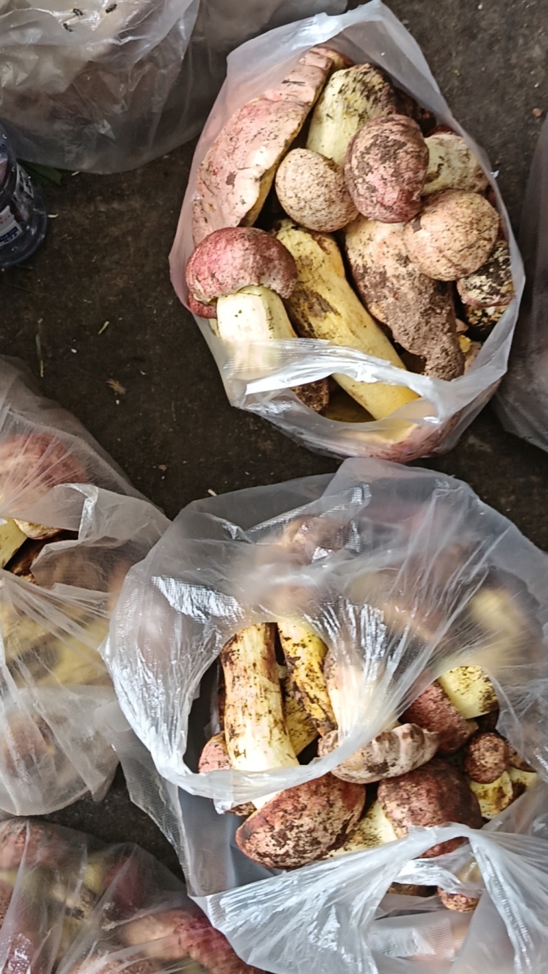 各种野生菌
