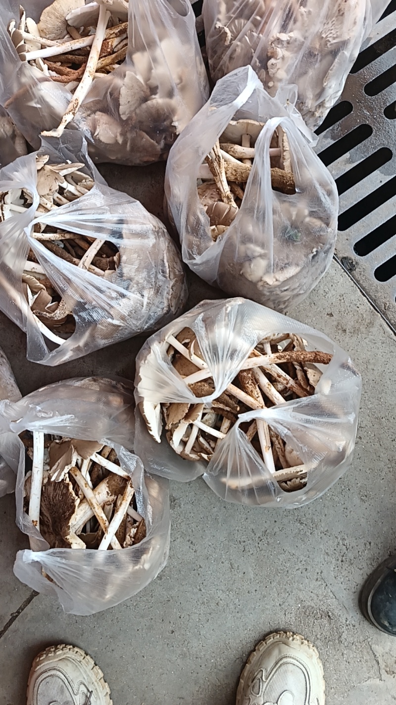 各种野生菌