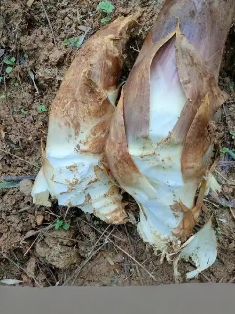 衢州毛竹笋干，都是清明节前挖的笋，很嫩很干净