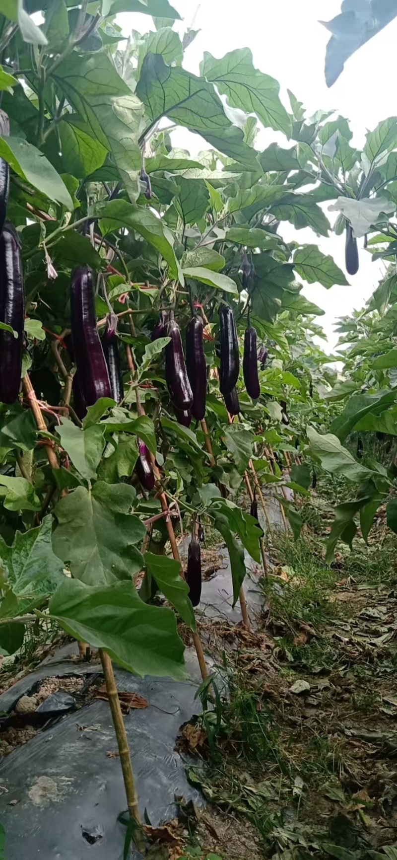 紫茄