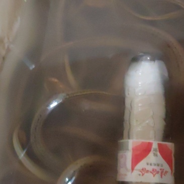 正宗的土黄鳝。皇