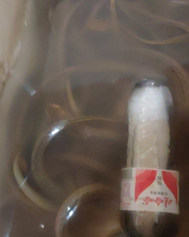 正宗的土黄鳝。皇
