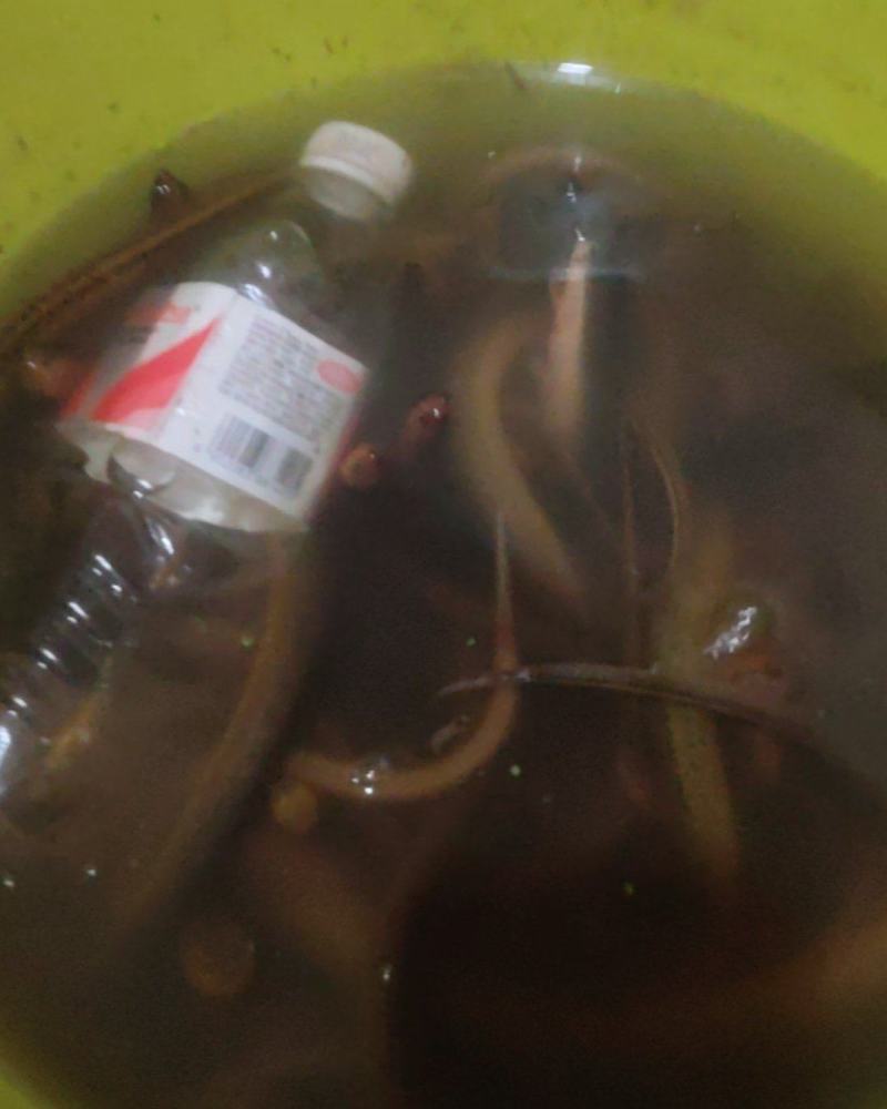 正宗的土黄鳝。皇