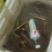 正宗的土黄鳝。皇