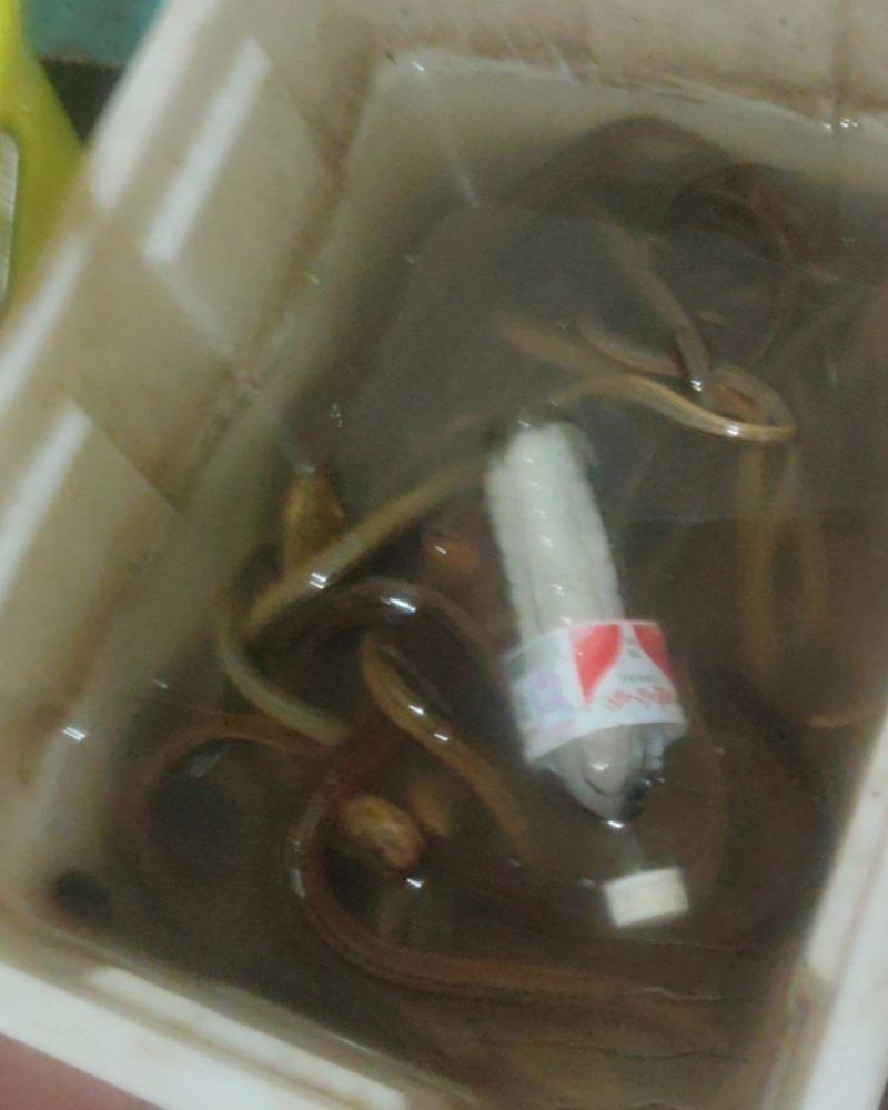 正宗的土黄鳝。皇