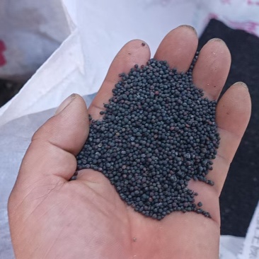 油菜籽