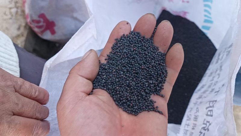油菜籽