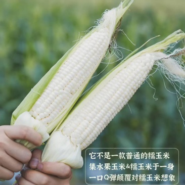 燕窝雪糯玉米榴莲蜜薯有机大姜