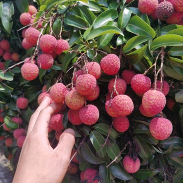 精品黑叶荔枝.价格实惠