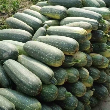 老葫芦便宜上车60万斤