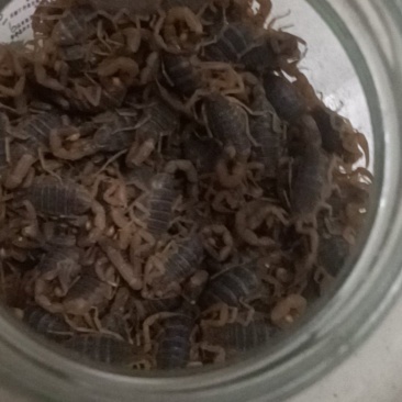 蝎子🦂