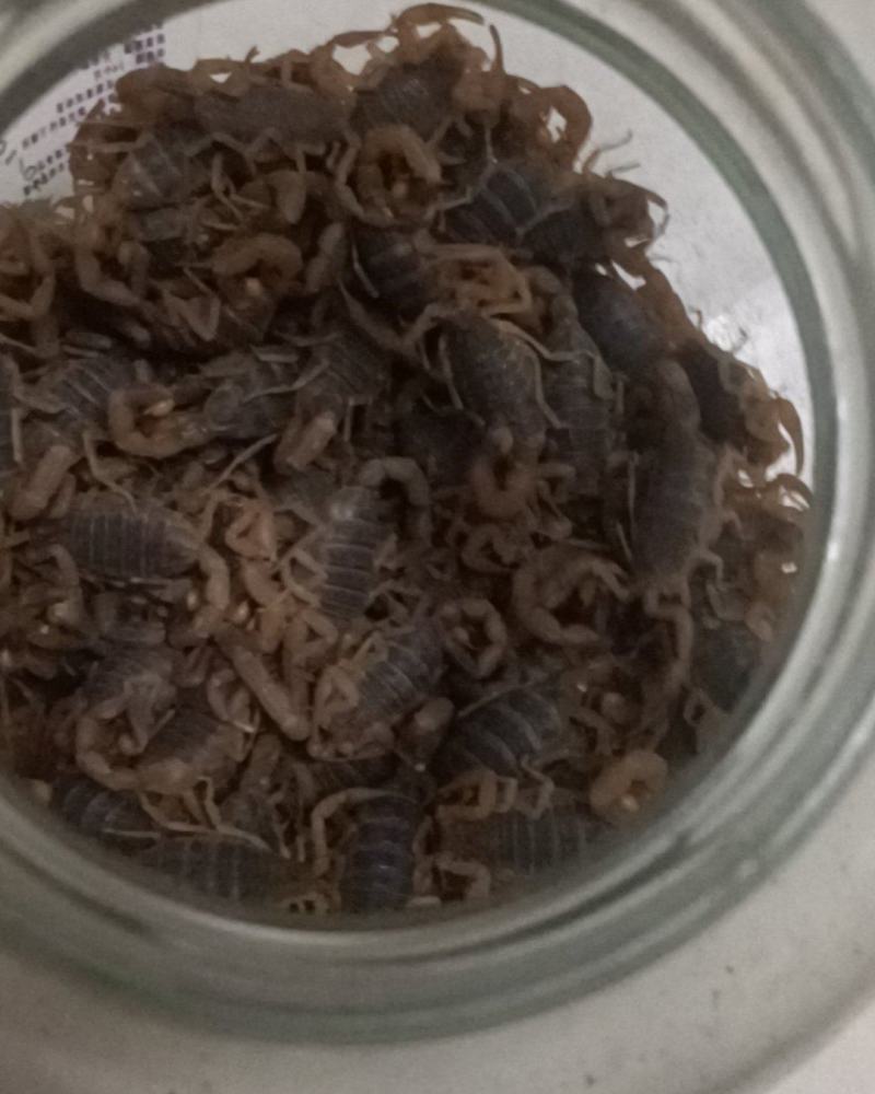 蝎子🦂