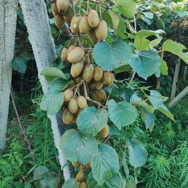 绿心🥝猕猴桃