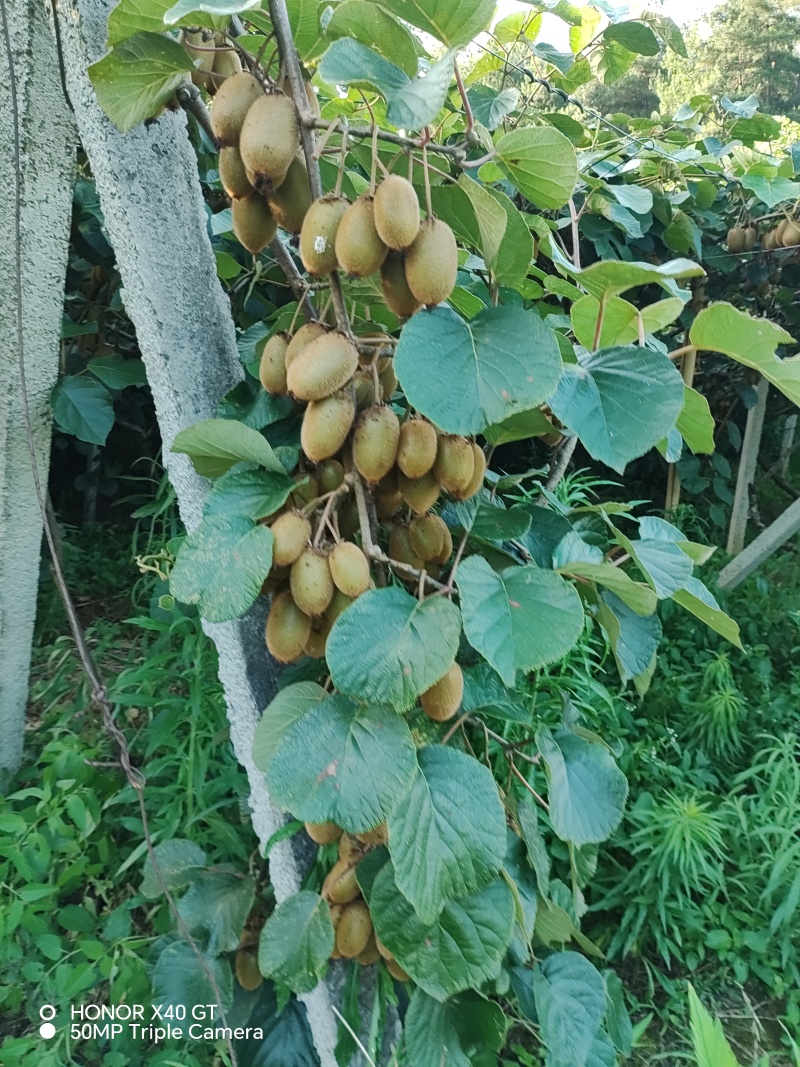 绿心🥝猕猴桃