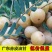 油甘赤皮，自家种植园