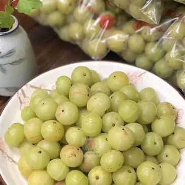 油甘赤皮，自家种植园
