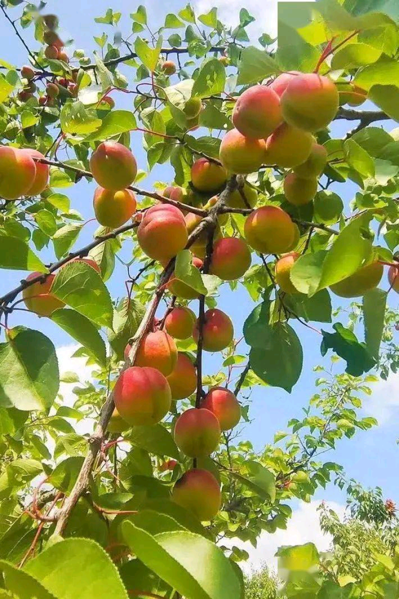 彭阳红梅杏
