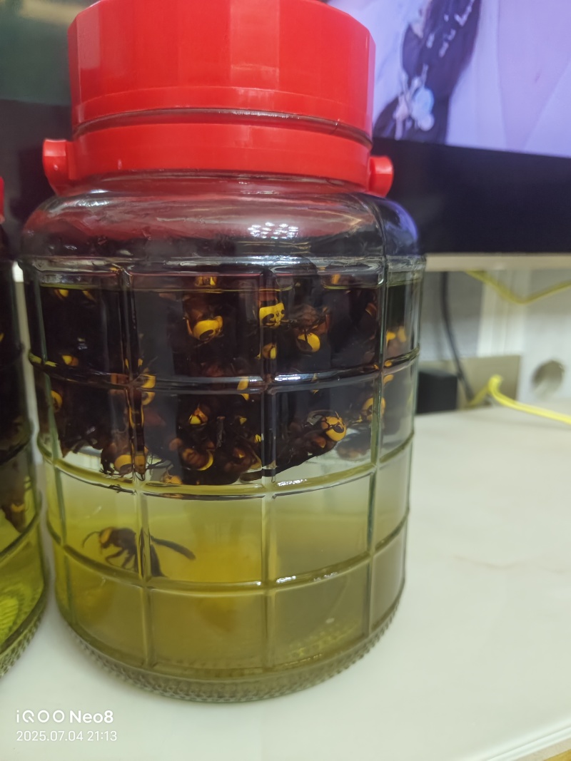 红娘虎头蜂泡酒