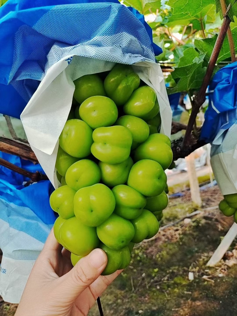 大凉山精品阳光玫瑰大量上市中