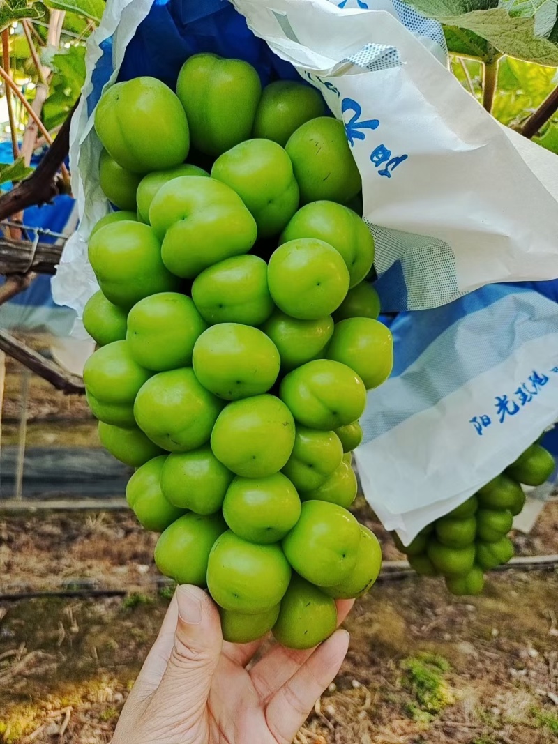 大凉山精品阳光玫瑰大量上市中