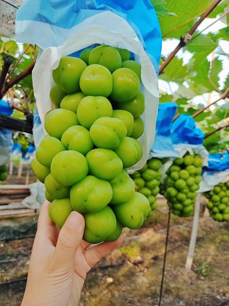 大凉山精品阳光玫瑰大量上市中