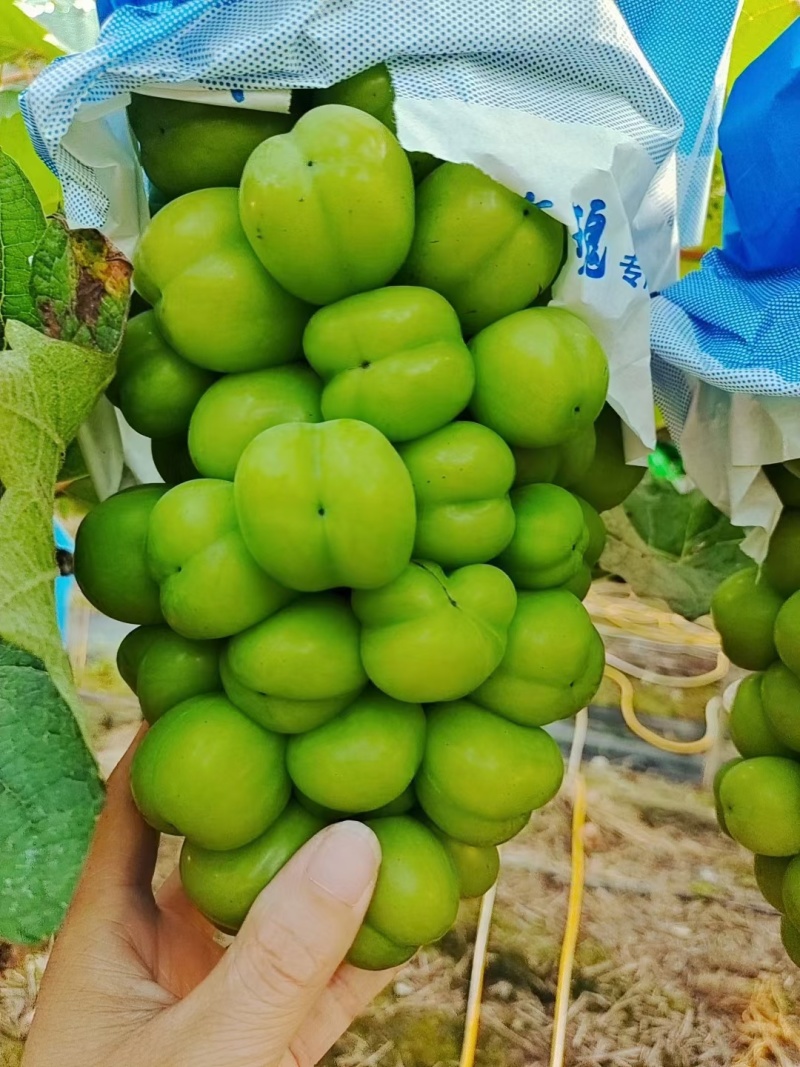 大凉山精品阳光玫瑰大量上市中