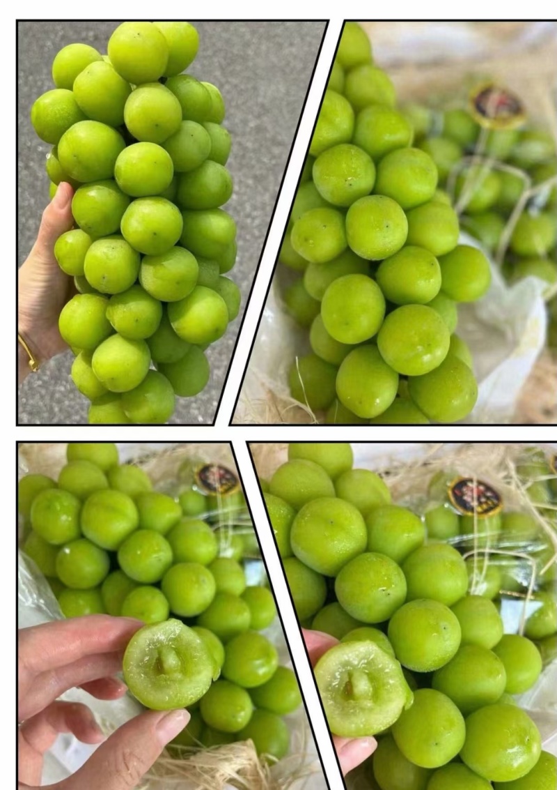 大凉山精品阳光玫瑰大量上市中，有需要的老板可以洽谈合作！