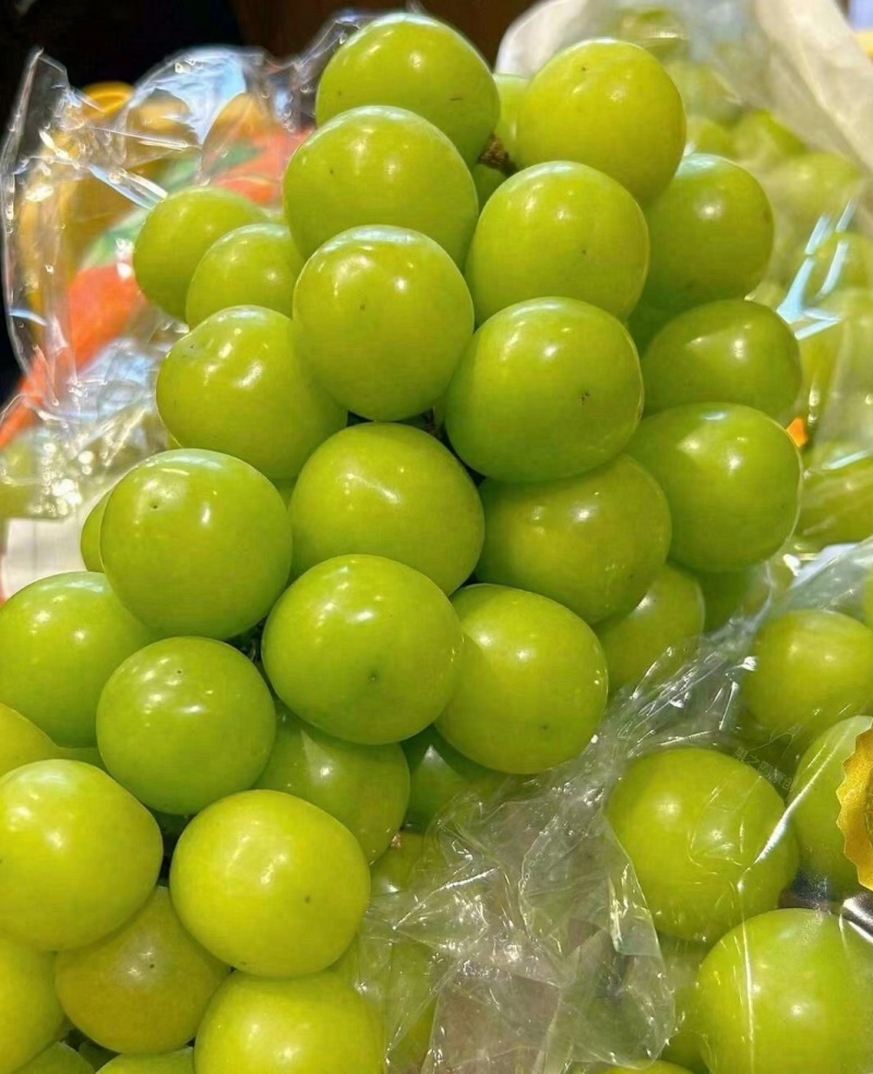 大凉山精品阳光玫瑰大量上市中，有需要的老板可以洽谈合作！