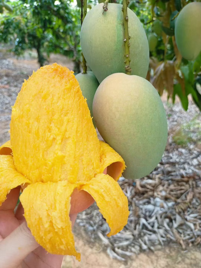 自家芒果，零售批发均可