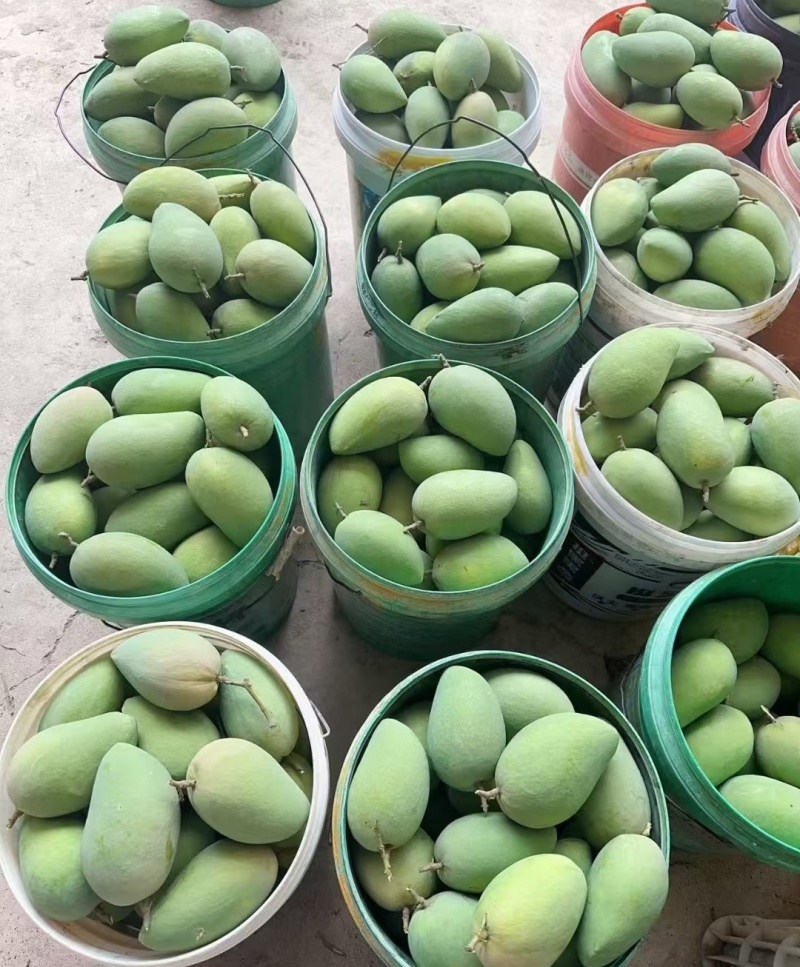 自家芒果，零售批发均可