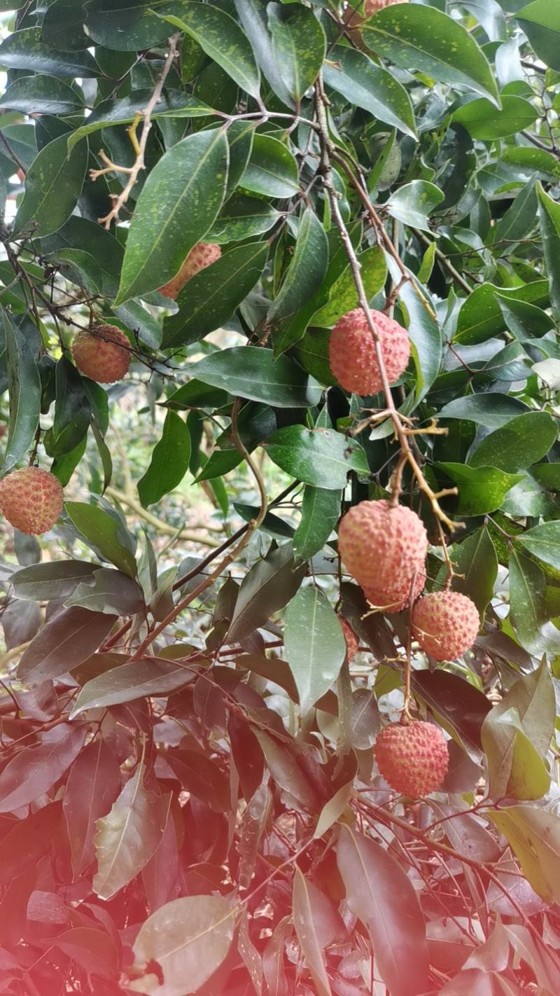 增城荔枝