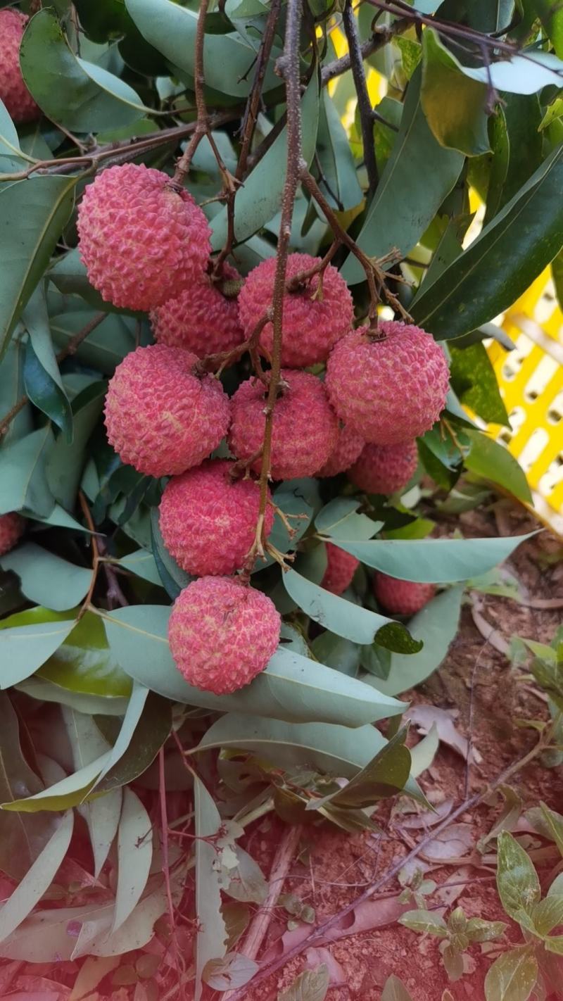 增城荔枝
