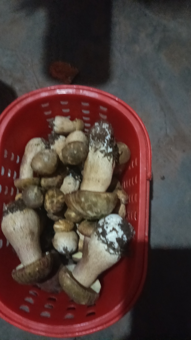云南野生菌
